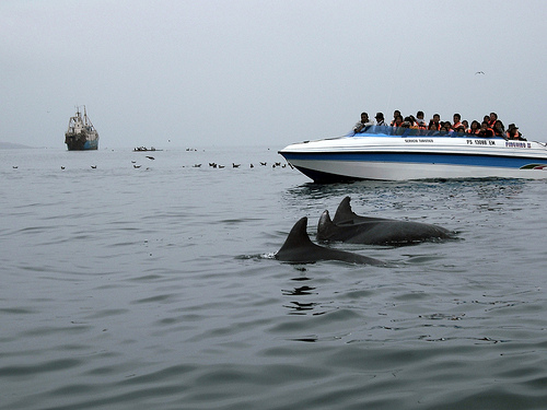 Delfini a Pisco, Perù. Fotografia di Alicia0928, ripresa da Flickr, con licenza CC. Attribuzione 2.0 Generico (CC BY 2.0).