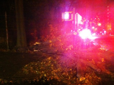 Fallen trees were reported throughout the city.