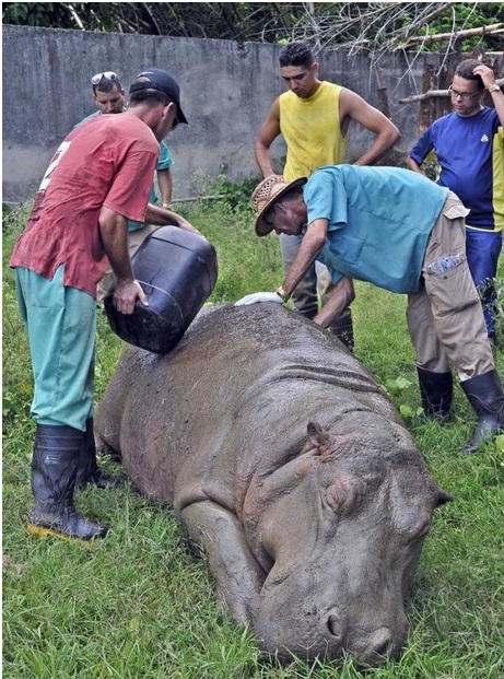 Hidratación del hipopótamo antes de su traslado al Zoológico de Santiago de Cuba (Foto: Jose M. Correa)