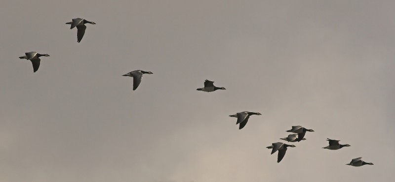Bird migration en Wikipedia bajo licencia CC by 2.0