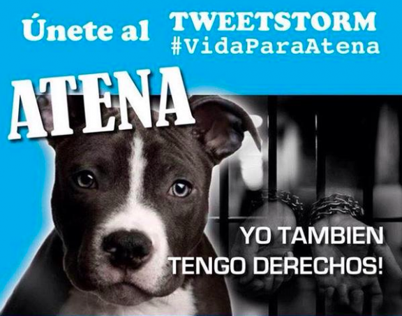 Imagen de una de las campañas en las redes sociales a favor de Atena, la perra pitbull, que luego de atacar mortalmente a un niño de dos años en Ecuador, será sacrificada. 