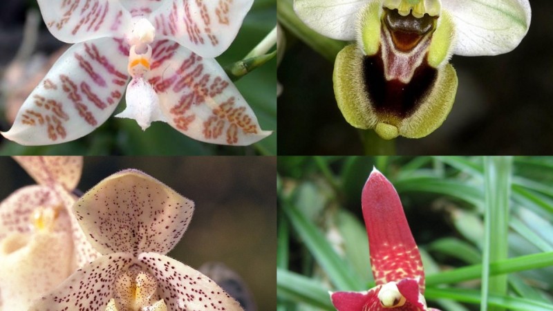 Variedades de orquídea.